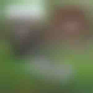 Grablje za uklanjanje korova | PRONGSPRO